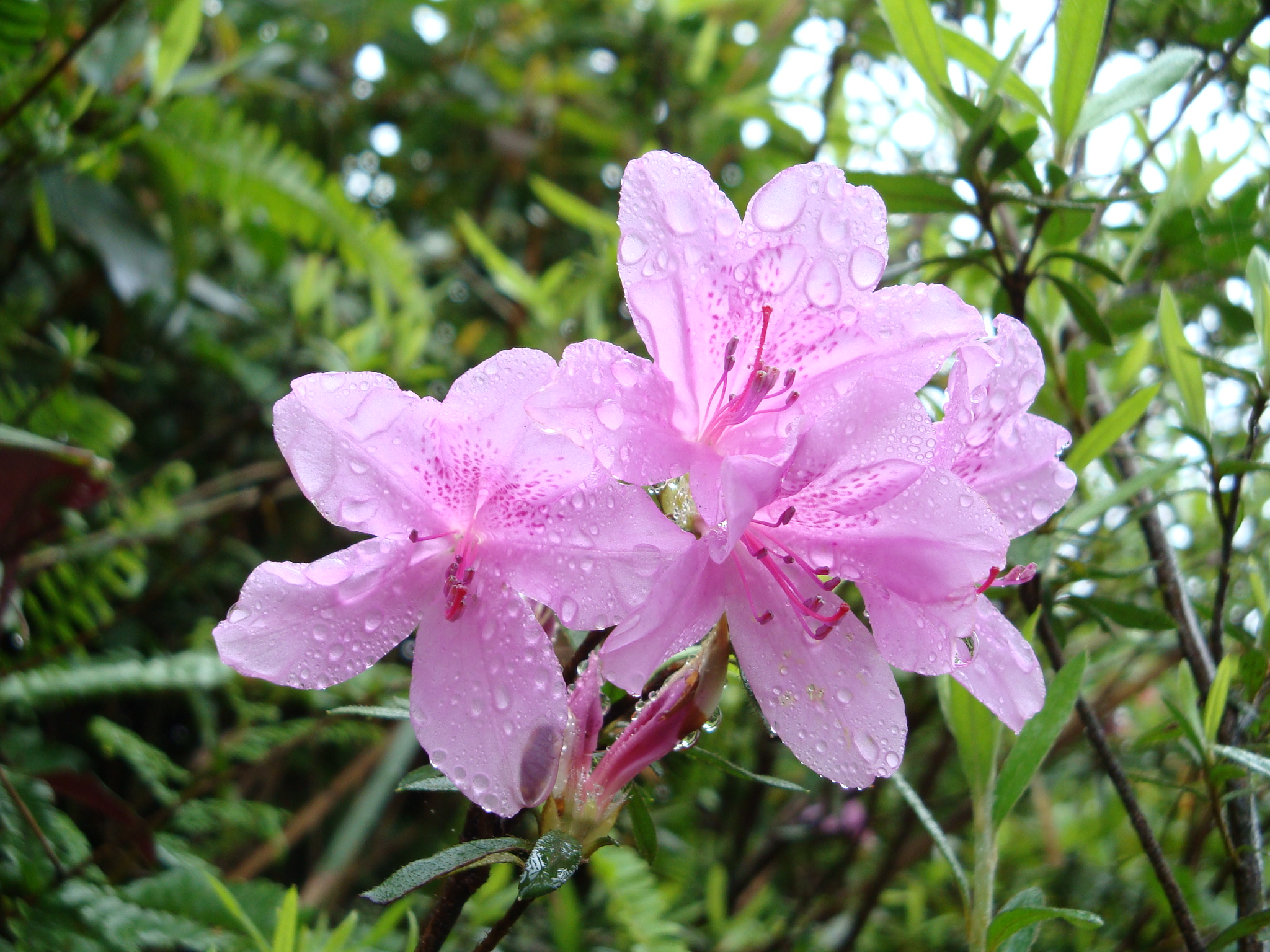 石碇烏來杜鵑