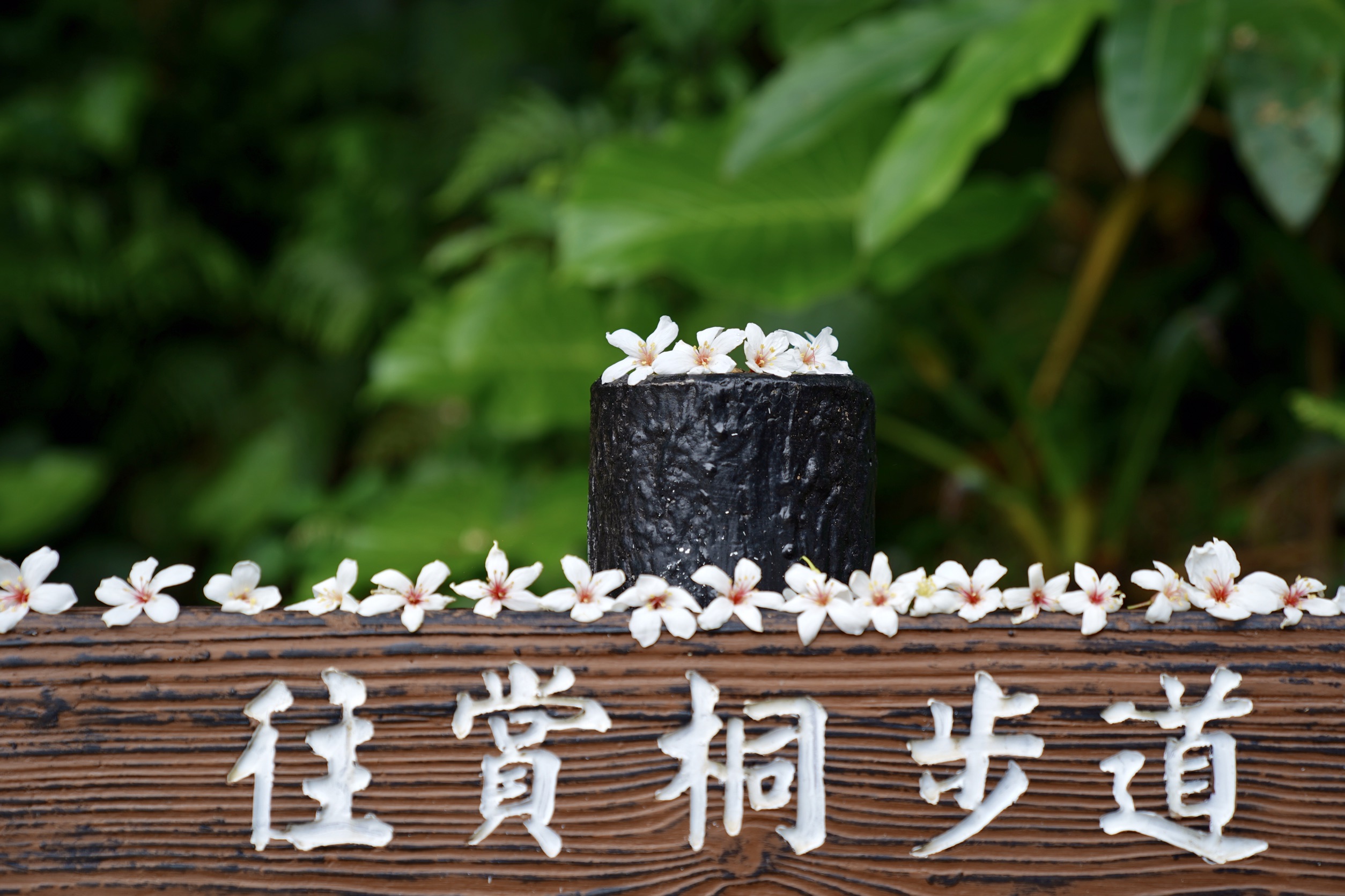 飄落的桐花拼出美麗的圖畫