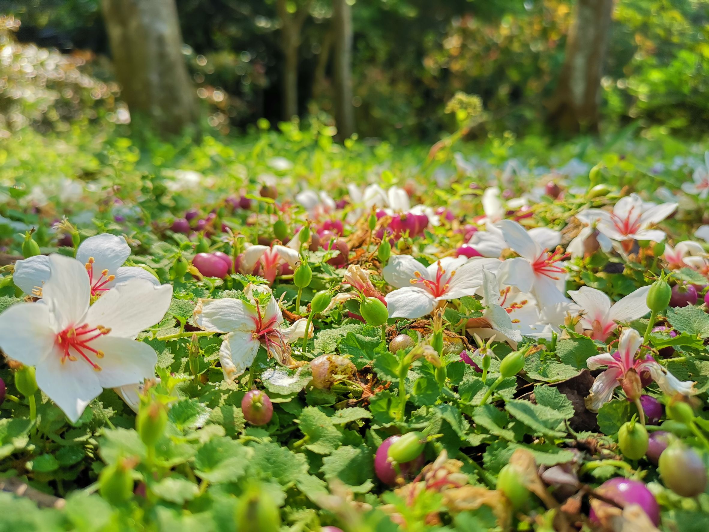 桐花盛開飄落