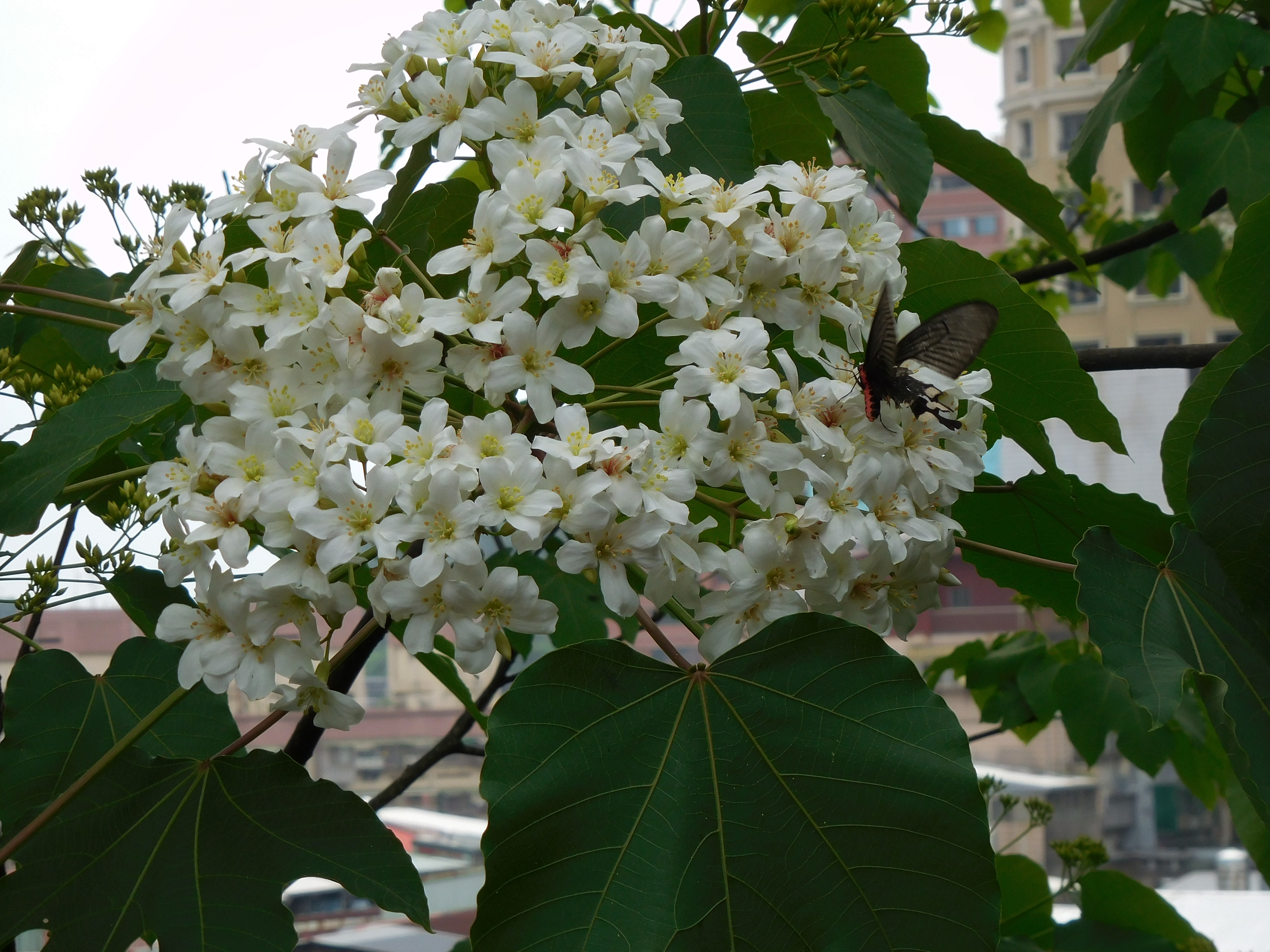 桐花在枝頭綻放