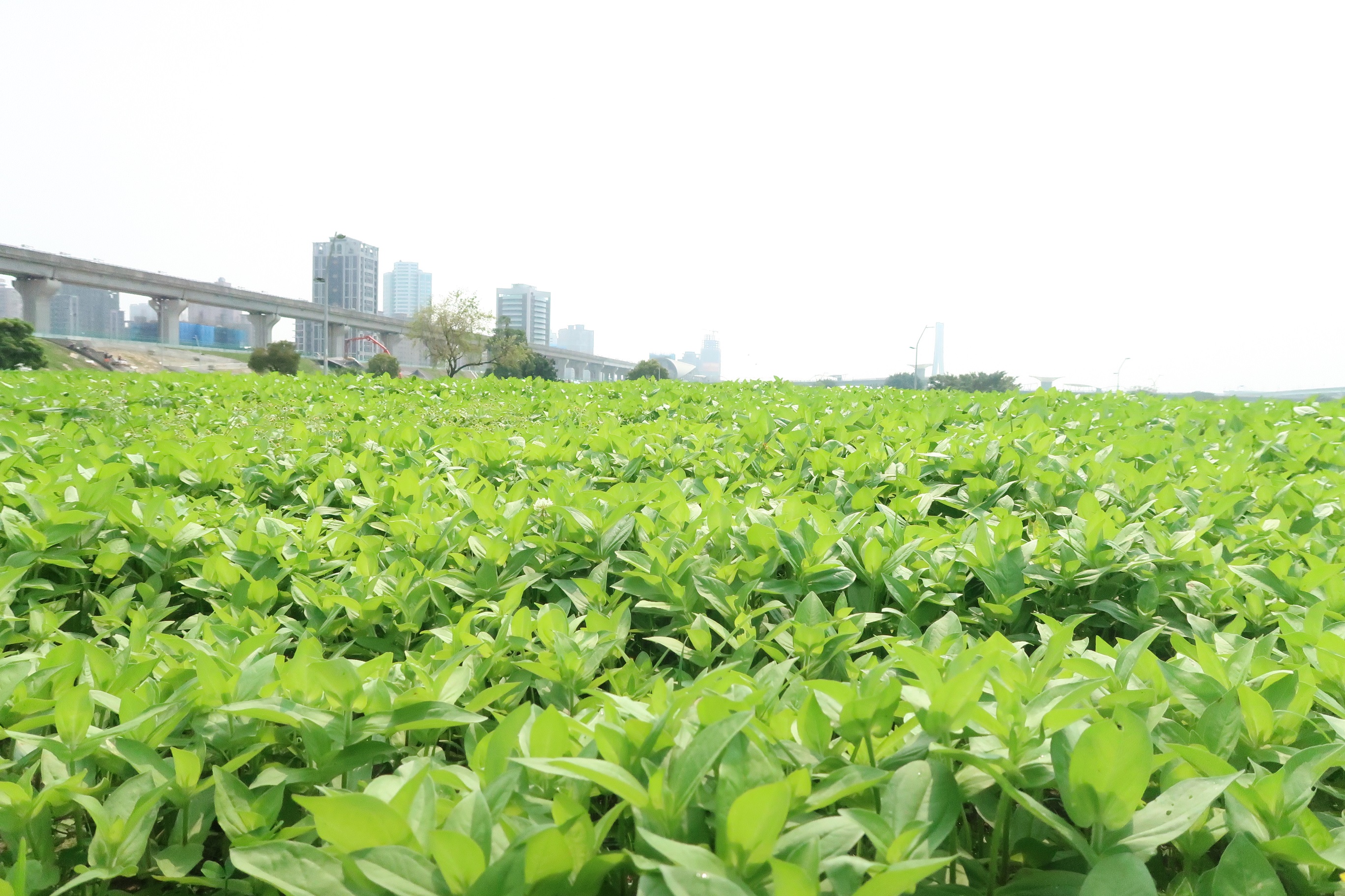 「一葉致富」百日草花海已經長綠葉囉！預計4月中下旬將全面盛開