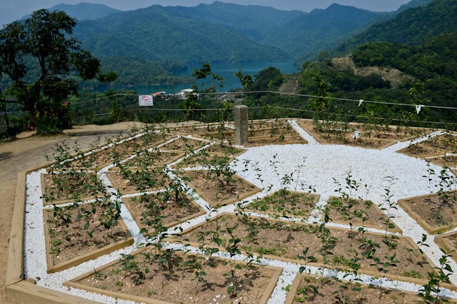 八卦茶園