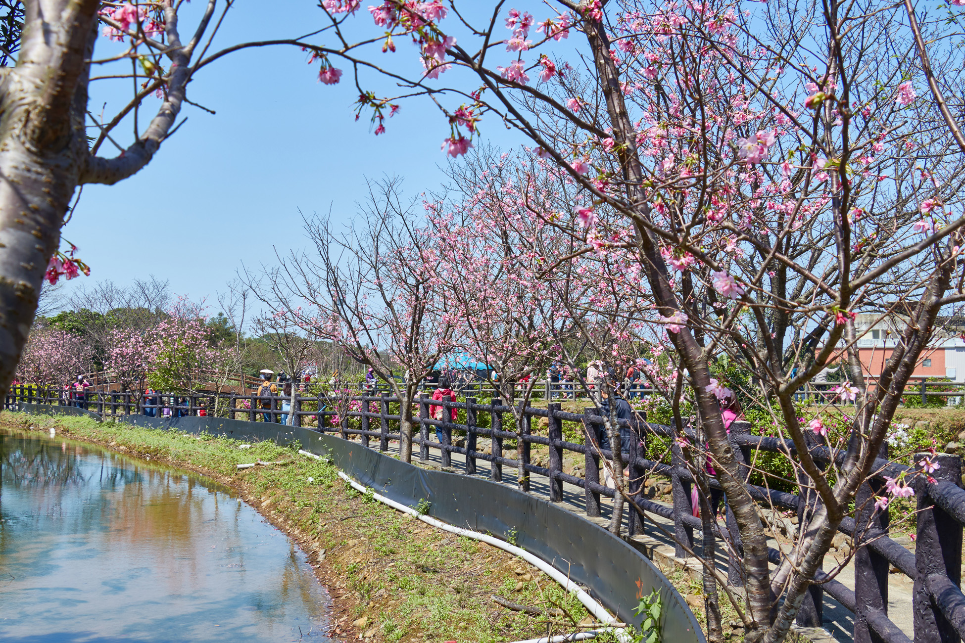 三芝三生步道吉野櫻吸引賞櫻人潮