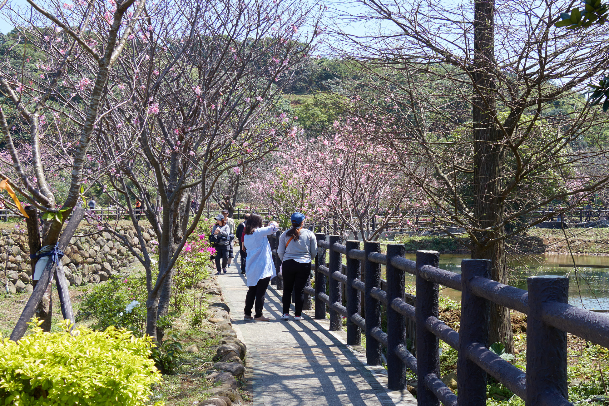 三芝三生步道吉野櫻逐漸綻放
