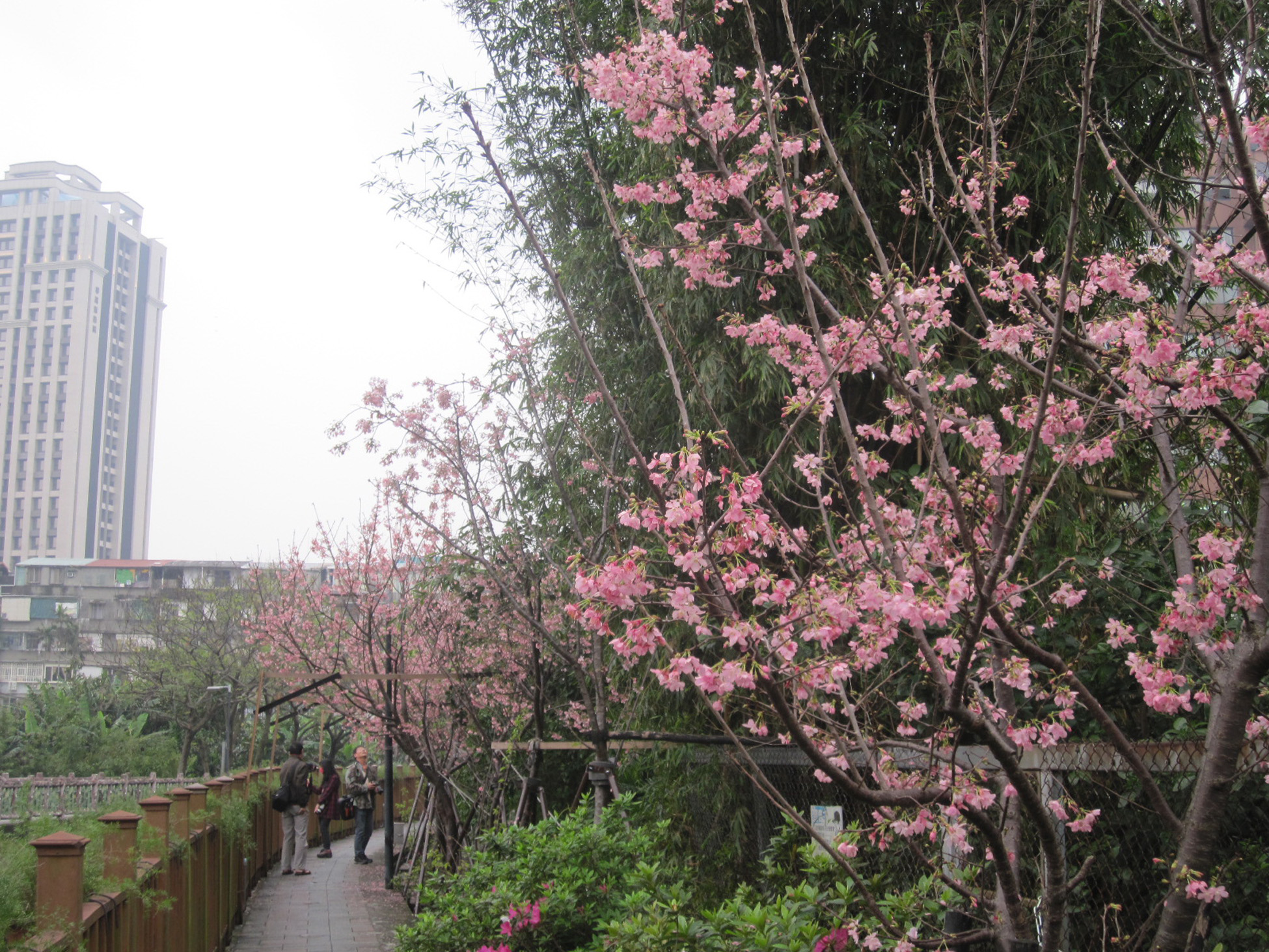 土城希望之河吉野櫻