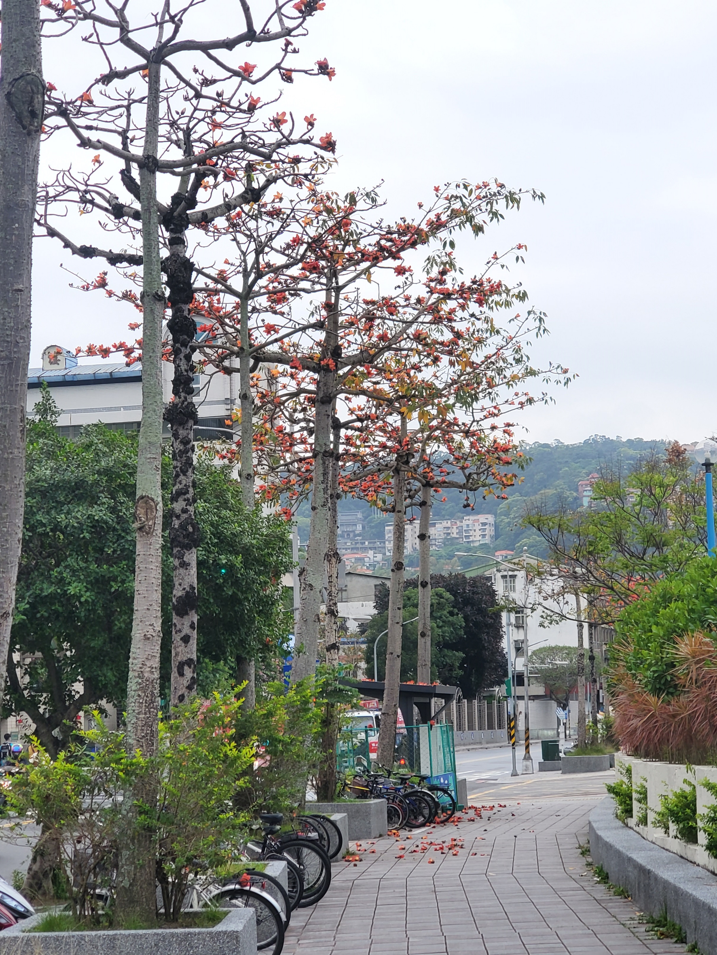木棉樹屬於速生、強陽性的樹，它總是比周圍的樹群還高