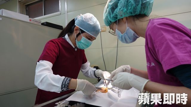 毛品樺獸醫為狗狗進行絕育手術