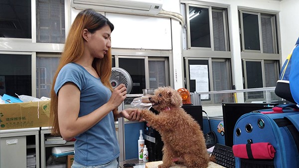毛品樺獸醫訓練校園犬