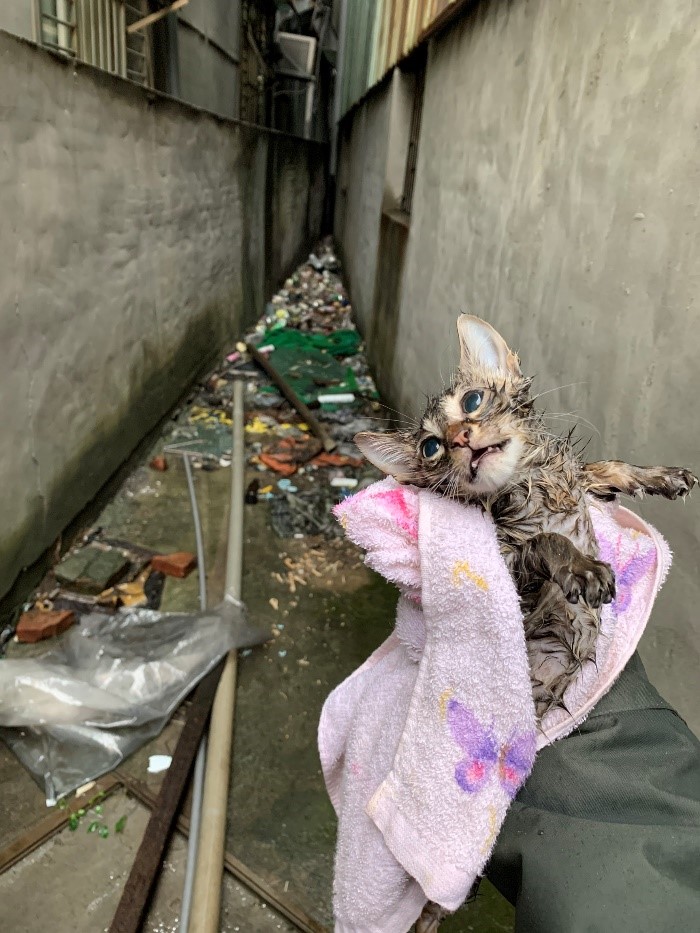 現場救援時虎斑小貓躺在路邊生命跡象微弱