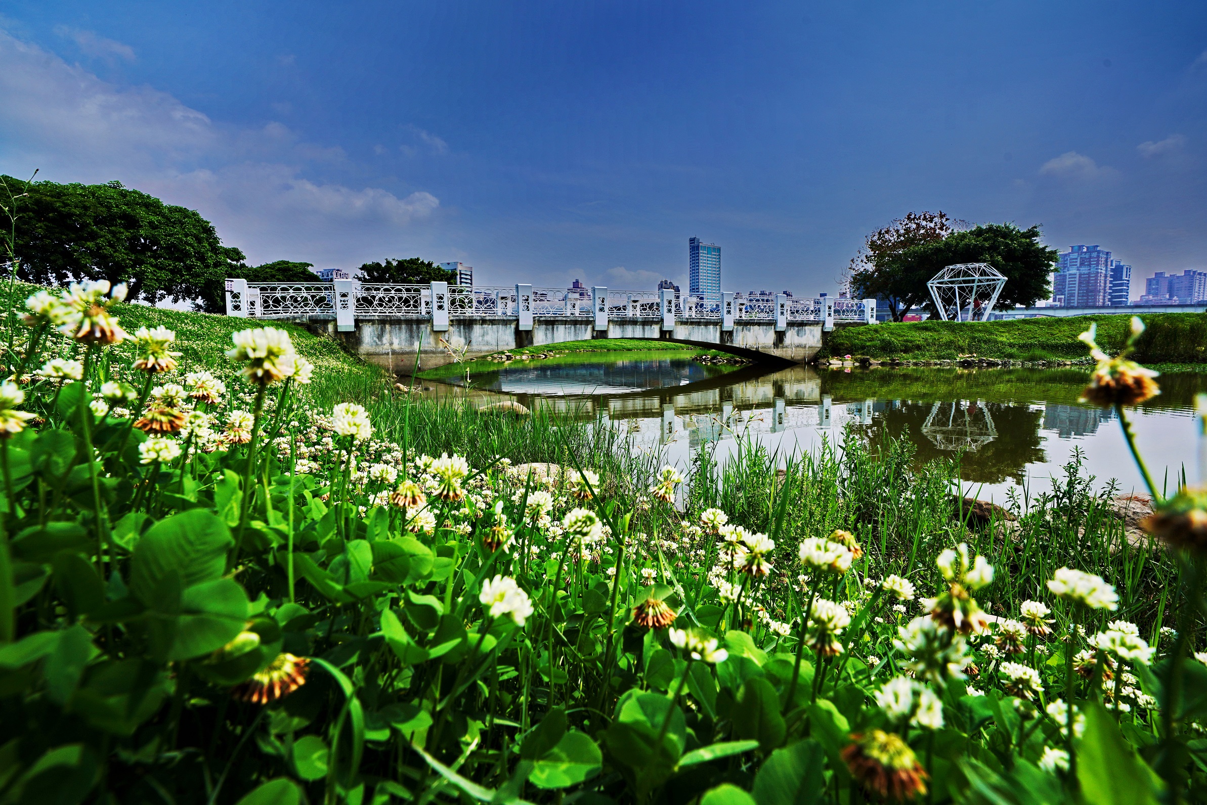 新北大都會公園、大漢橋下、光復壘球場、柑園橋下等河濱公園，皆可看到白花三葉草綻放盛景
