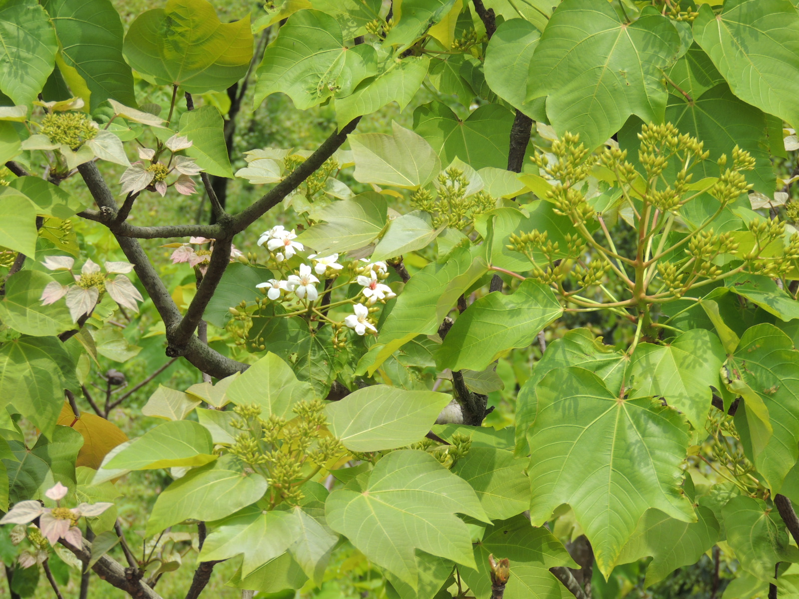 新北市客家文化園區後方木棧道 桐花已吐花