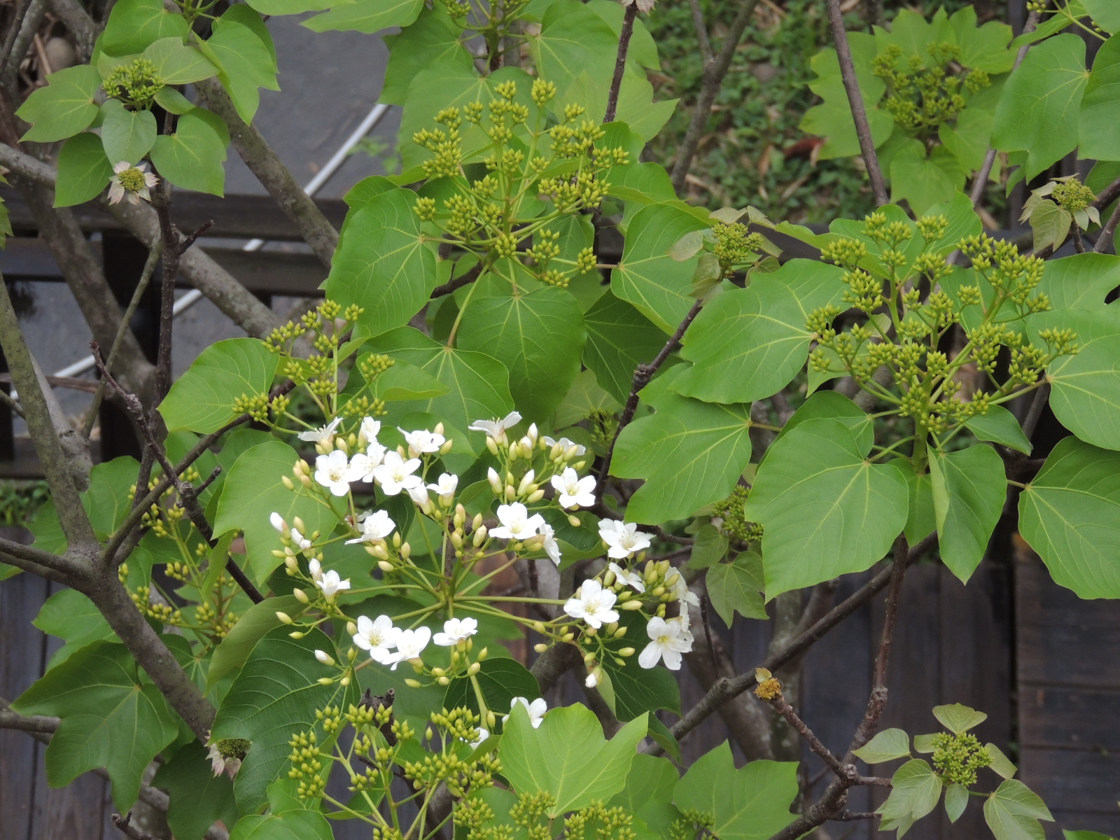 新北市客家文化園區後方木棧道 桐花與花苞爭放