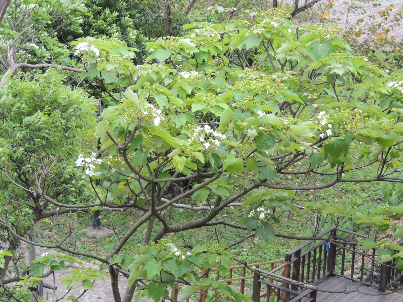新北市客家文化園區後方木棧道 桐花在枝頭繽紛綻放