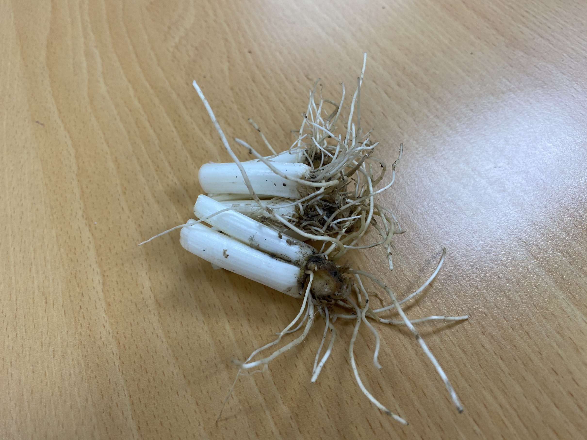 青蔥為常見的食材，切下的根部也能夠用來種植