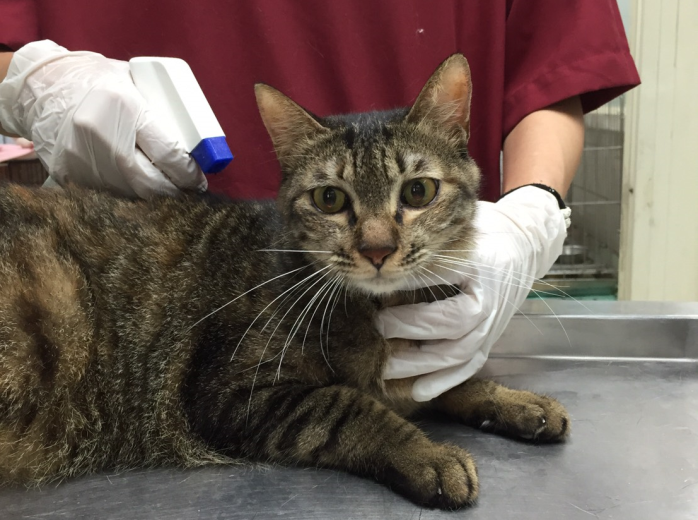 貓咪使用外用清潔劑