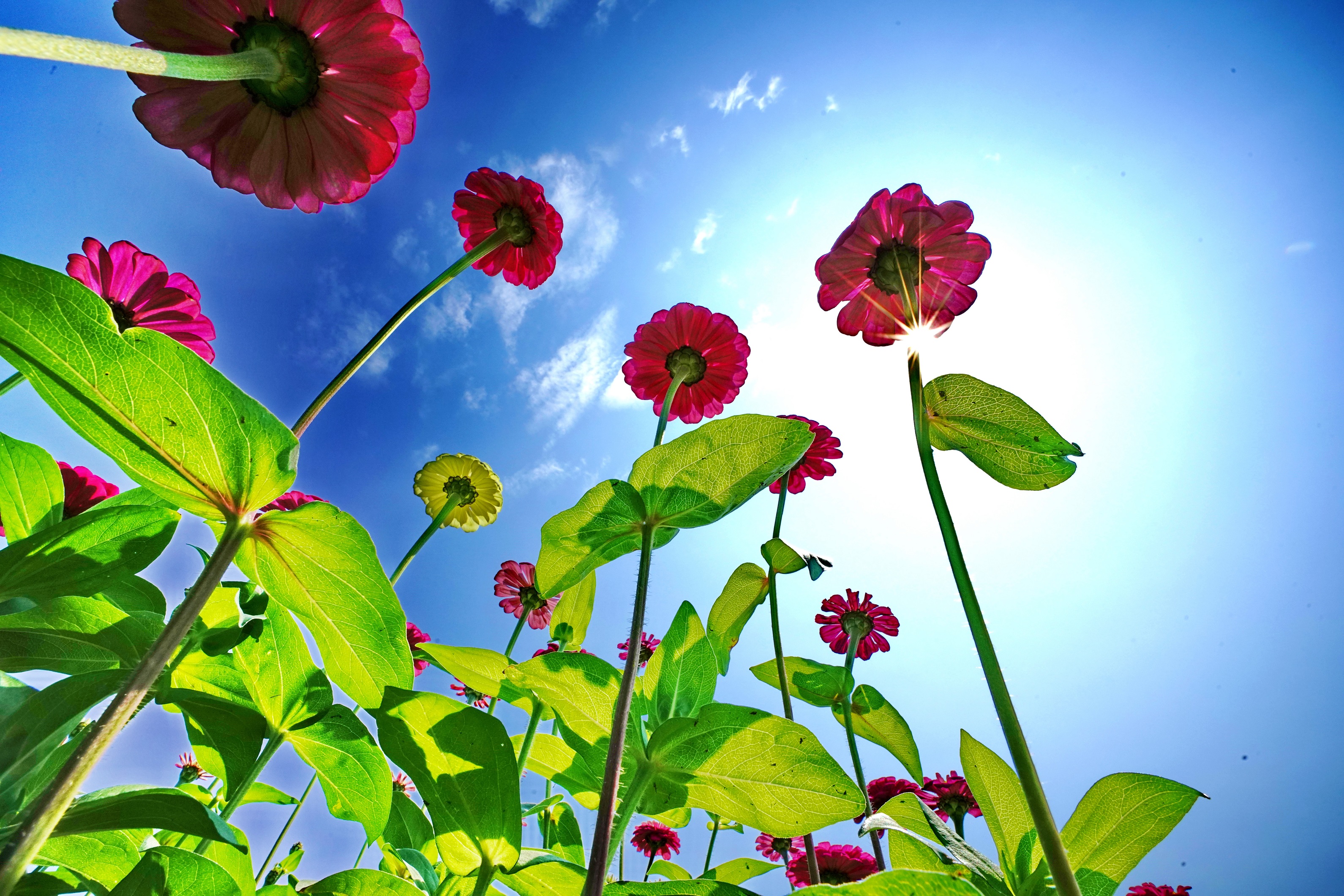 百日草又稱百日菊、火球花、步步高，性喜高溫，花期長