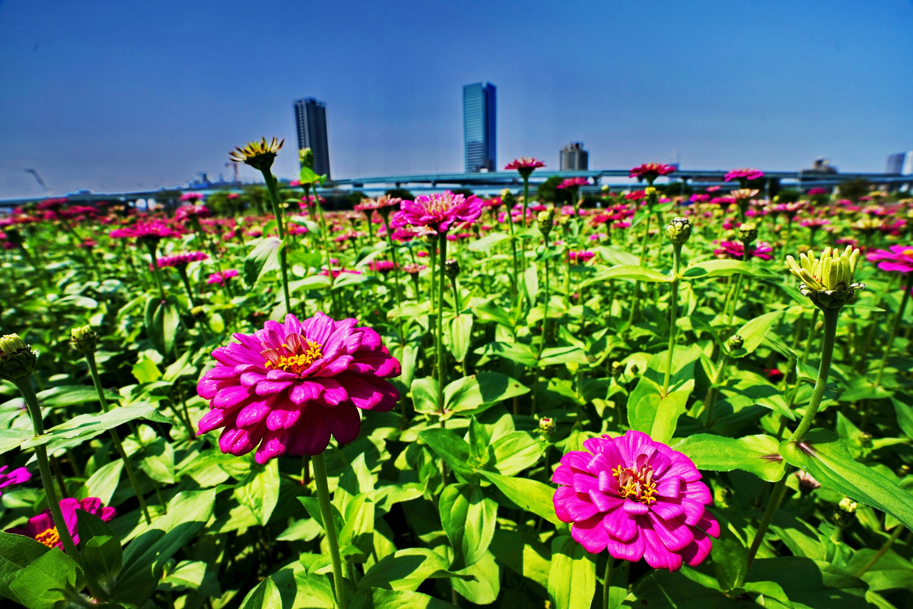 百日草花海已進入花期，花海熱情綻放