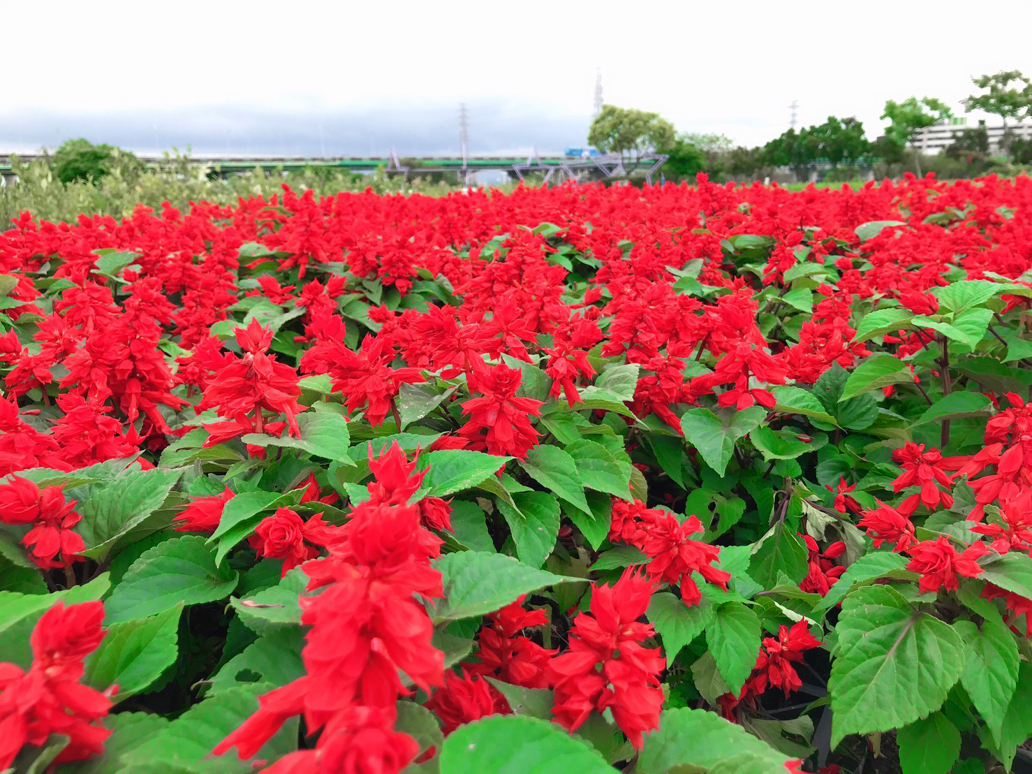 浪漫的植栽佈置點綴蝴蝶公園（植栽：一串紅）
