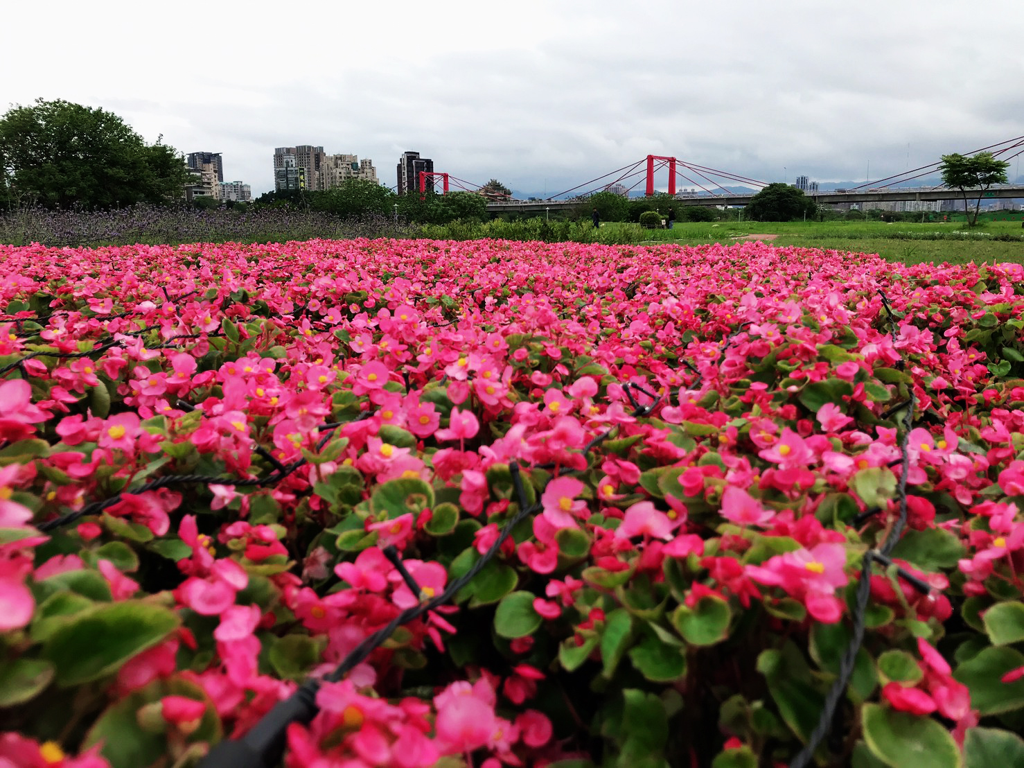 浪漫的植栽佈置點綴蝴蝶公園（植栽：四季秋海棠粉色）
