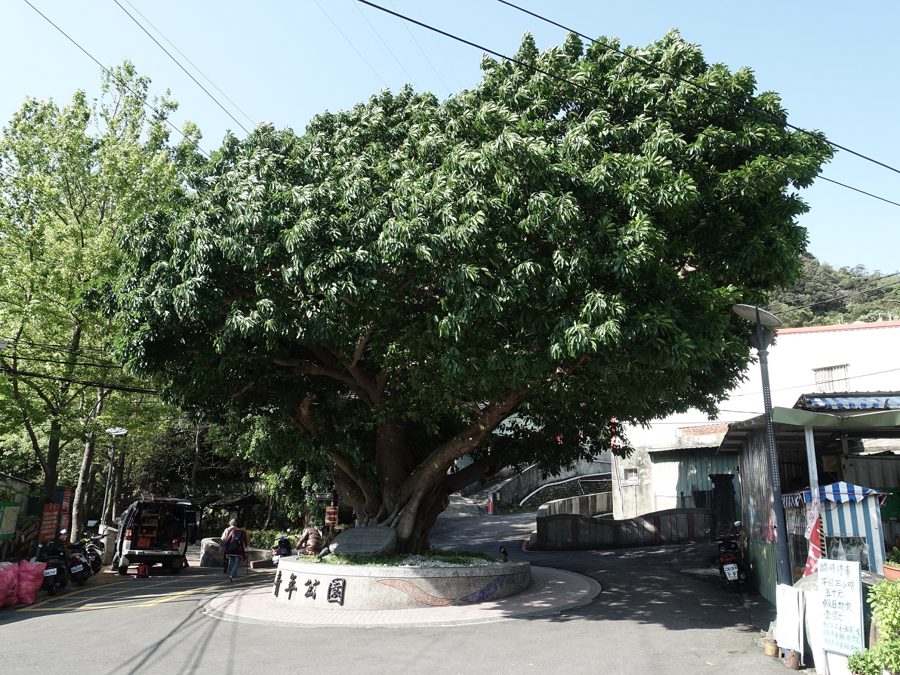 新莊區青年公園入口處的百年雀榕修剪前