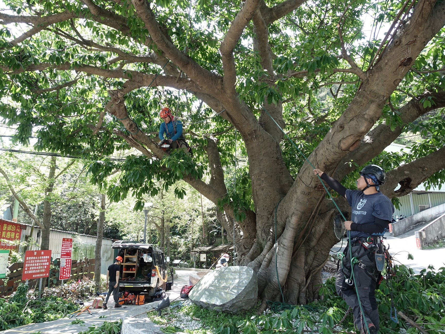因雀榕樹冠茂密，聘請具ISA國際認證的攀樹師修剪