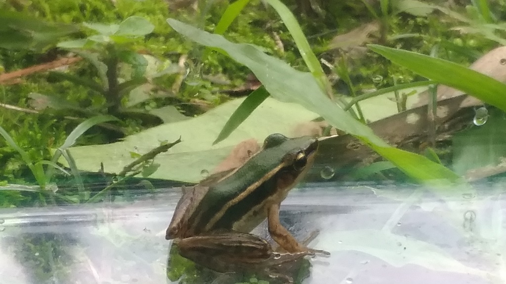 雷公蛙