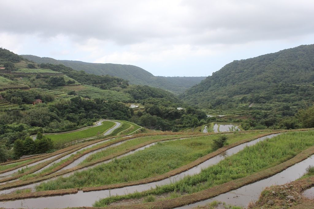 雷公蛙微棲地(水梯田)