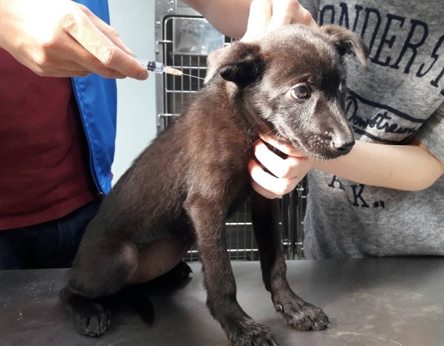 家犬貓應每年施打狂犬病疫苗