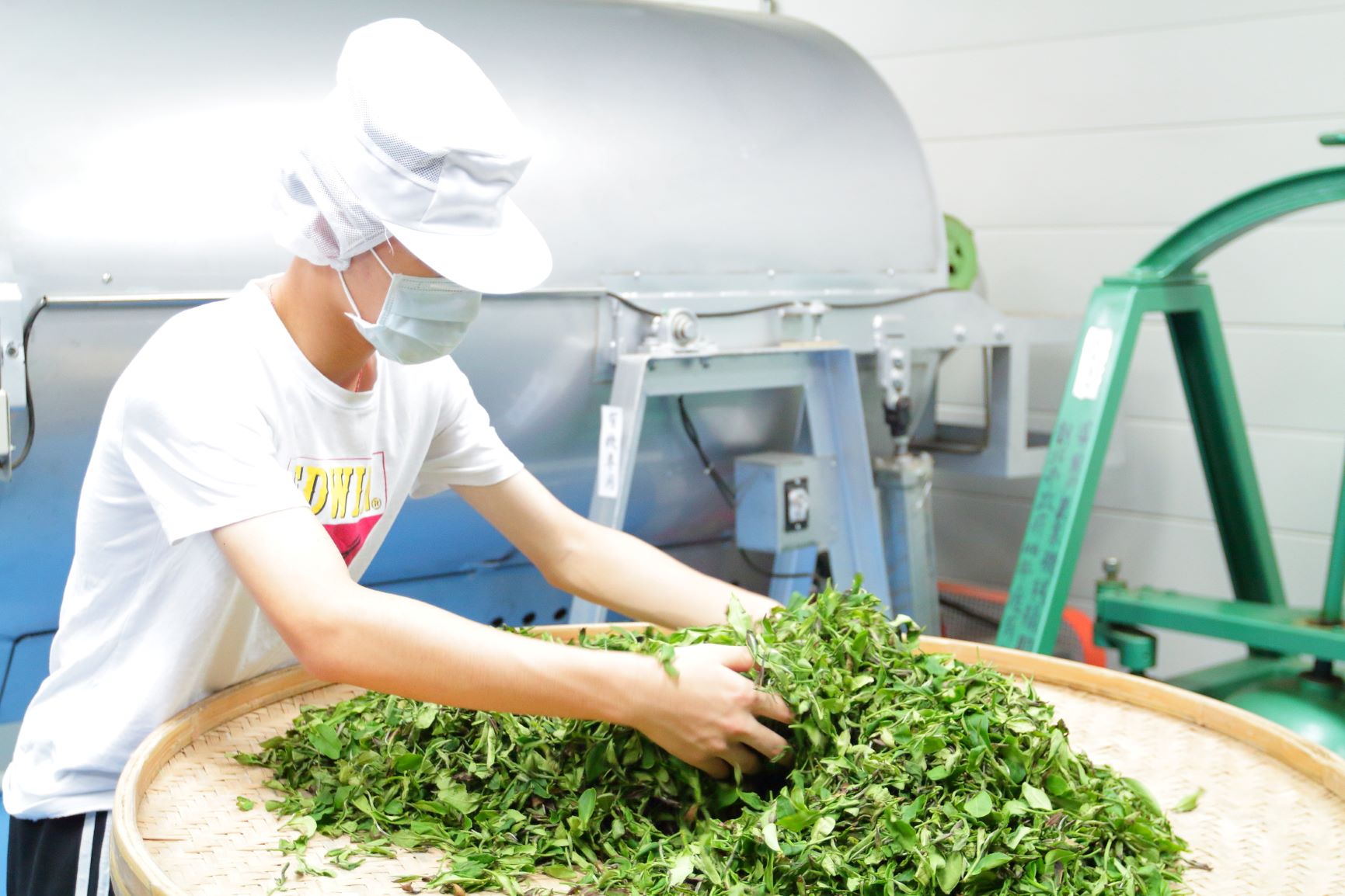 谷芳有機茶園示範加工流程