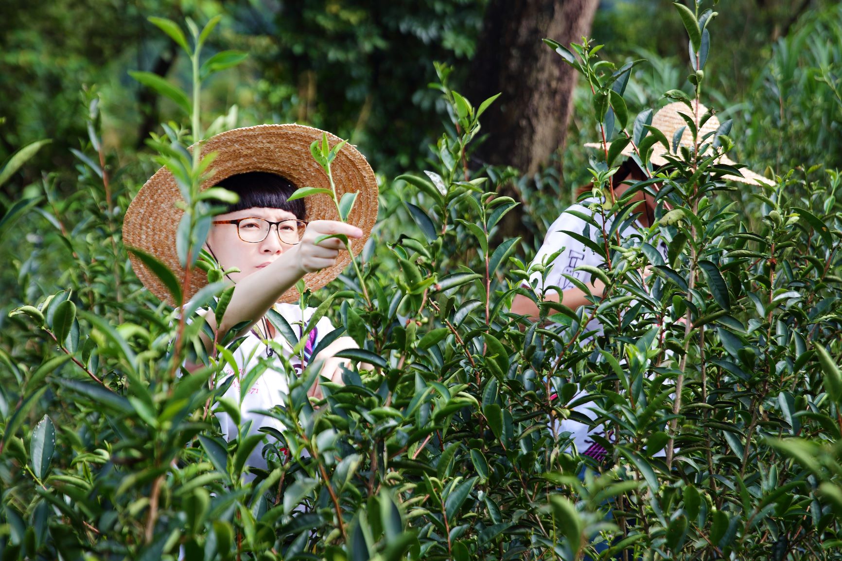 谷芳茶園採茶