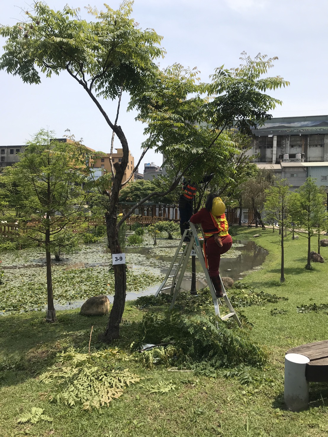 樹木修剪實測