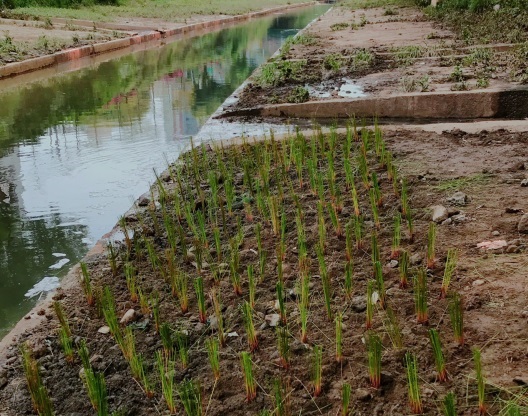 渠道內物種研擬採用挺水性水生植栽具有抗汙染及淨化達清水效果