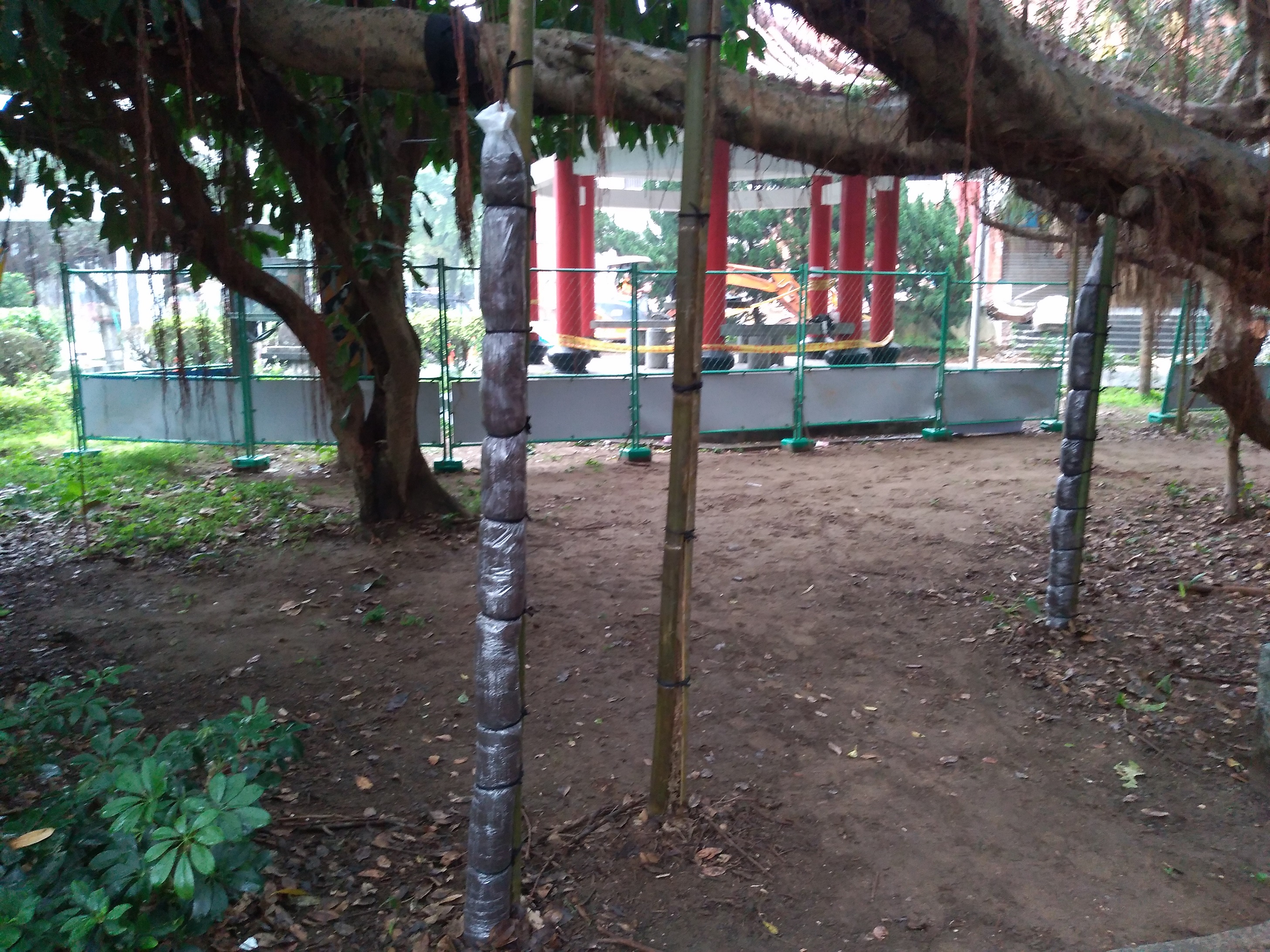 導根袋填入保肥土等介質至適當高度，最後再以木條或竹子搭配繩子輔助固定