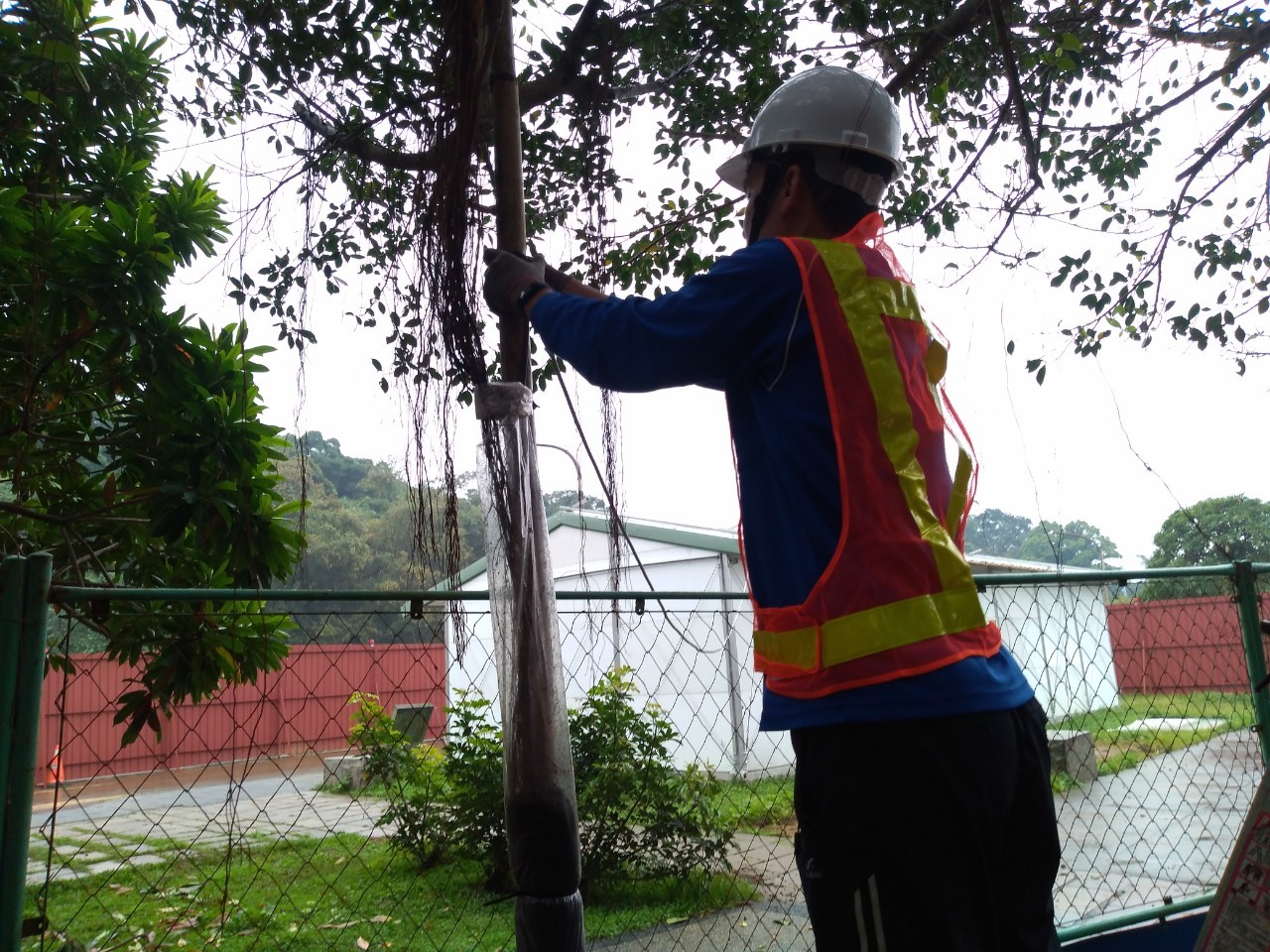導根作業，增加支撐，讓榕樹氣根向地下生長