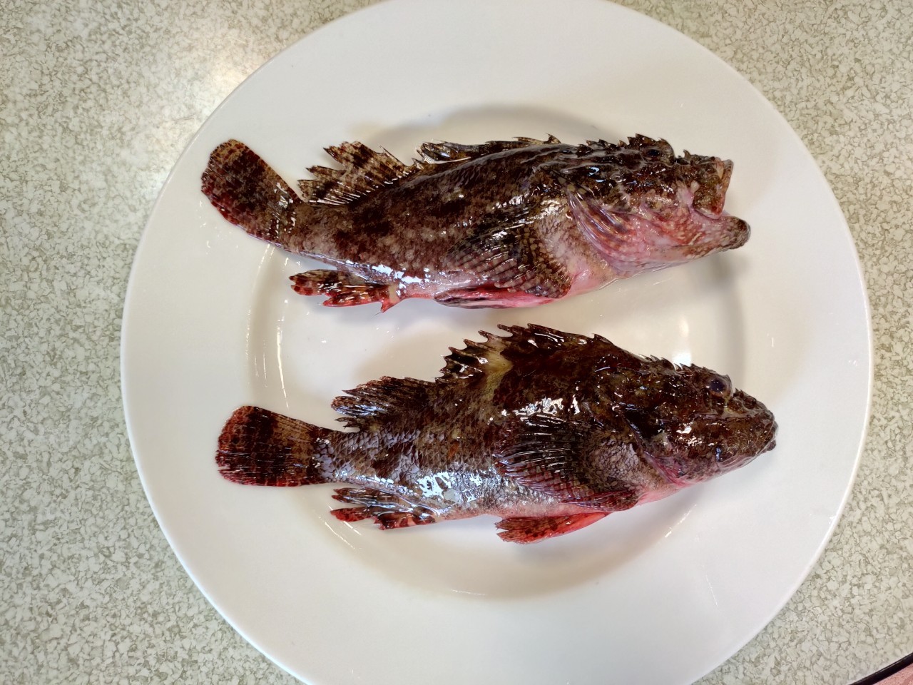 肉質Q彈的石狗公，是東北角的老饕美食