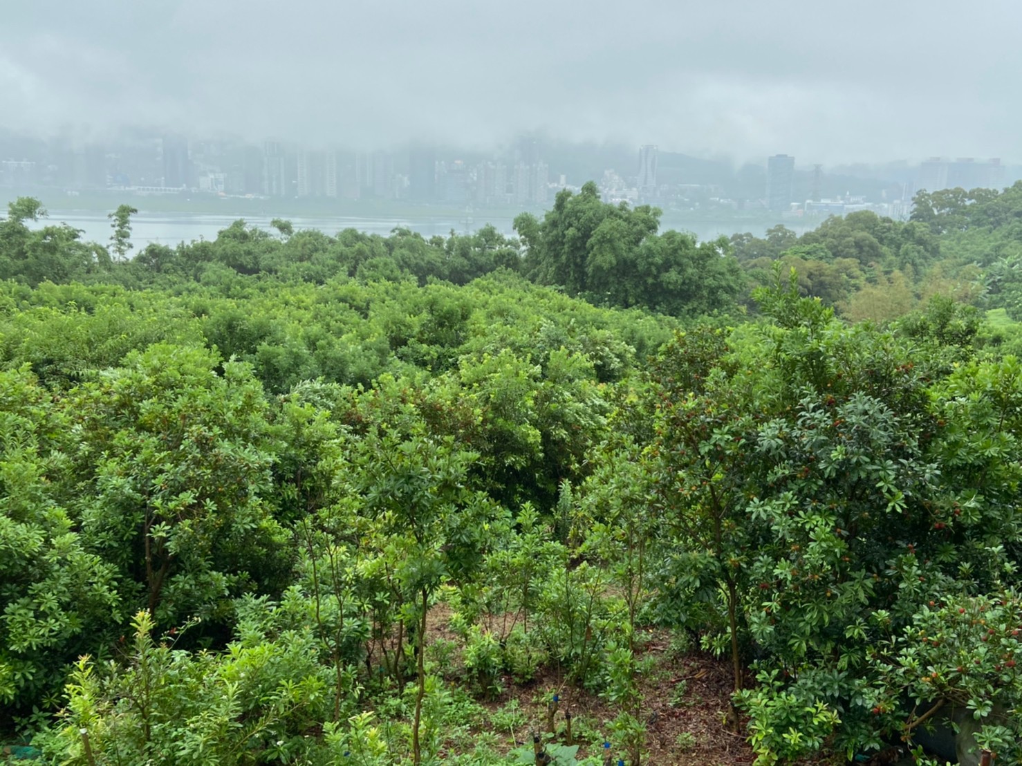 新北市楊梅種植面積約4公頃