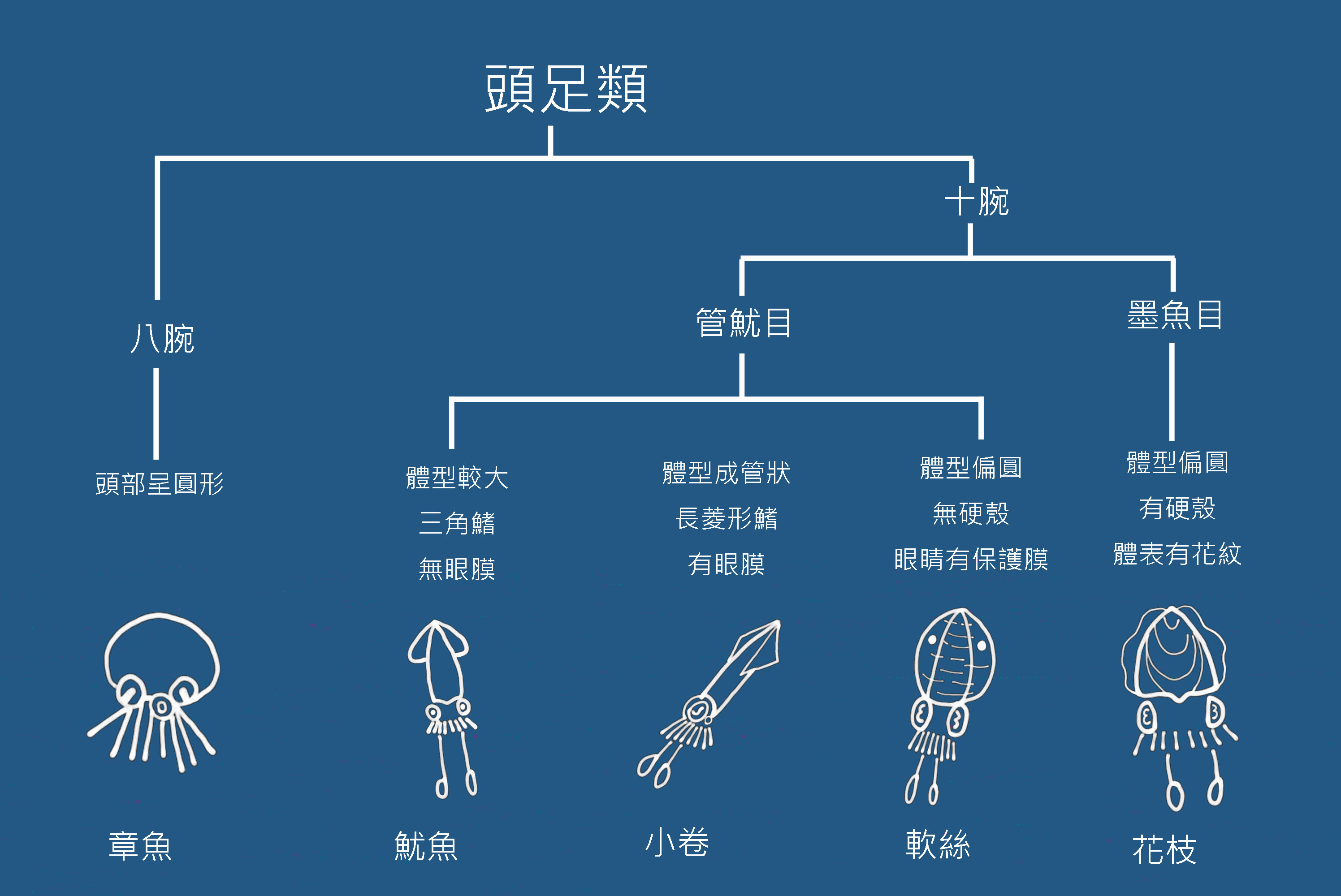 以形態特徵分辨頭足類(頭足類雜貨屋提供)