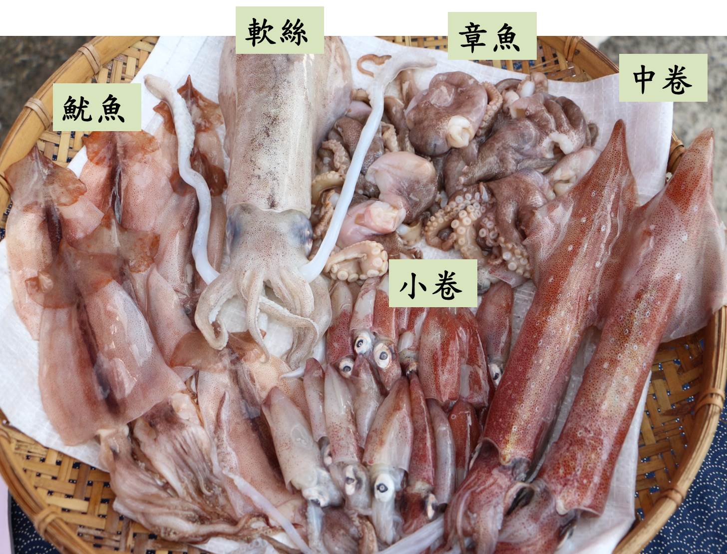 餐桌上常出現的頭足類種類