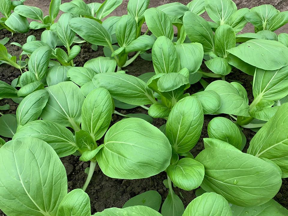 秦佳圓有機農場-青江菜