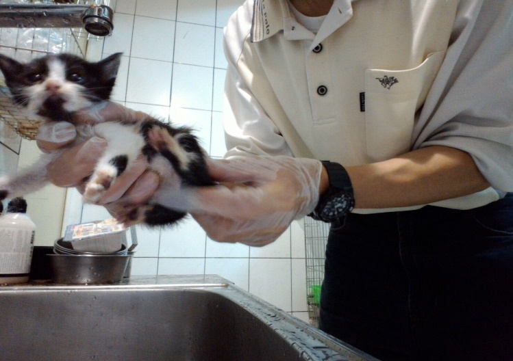 飼養技巧上還需哺乳前後，棉布沾溫水刺激奶貓外生殖器與肛門周遭以促進排泄糞、尿。