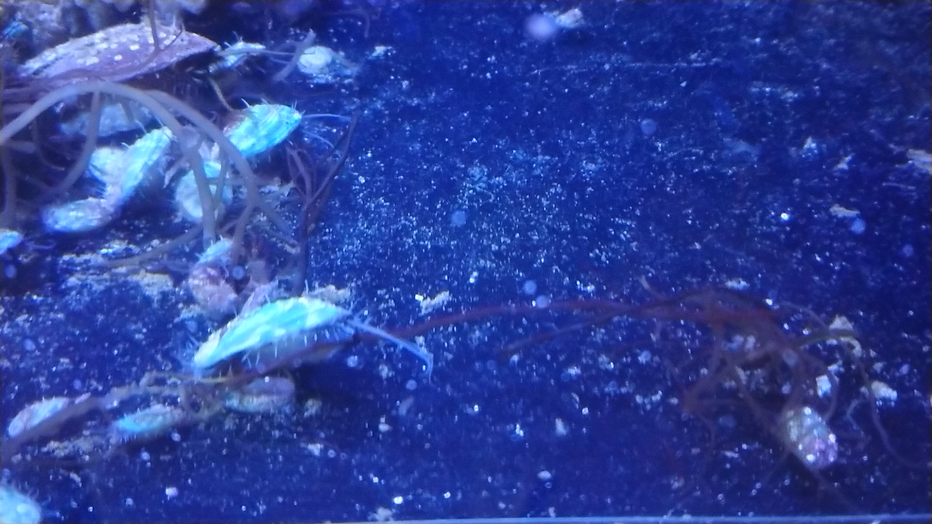 九孔寶寶正享用著可口的龍鬚菜。