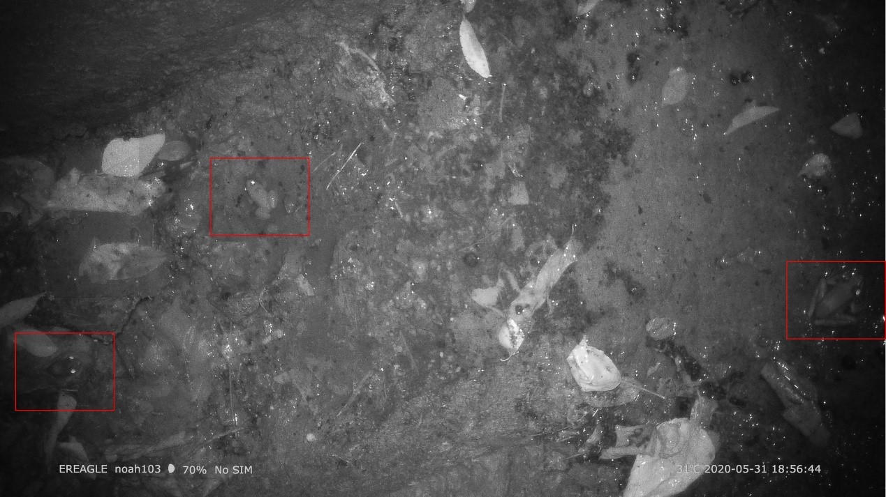圖2、路過改善路殺設計截水溝的青蛙，此為同一地點不同時間的三張照片疊合，左右兩隻青蛙為同一隻。