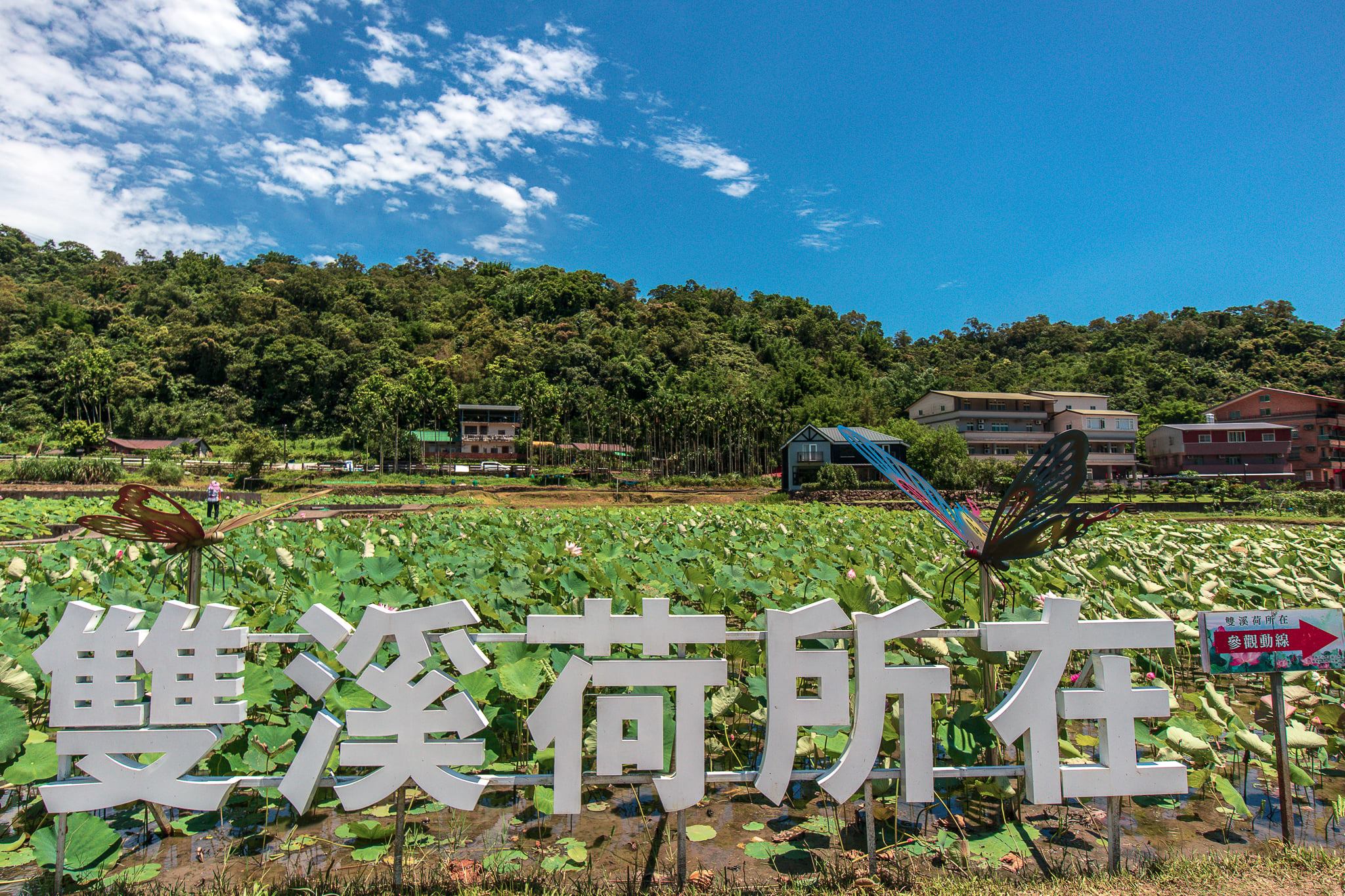 雙溪荷所在，歡迎參觀上林荷花田