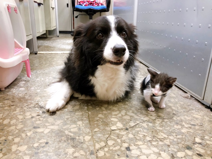 小賓士ＶＳ邊境犬汪醬