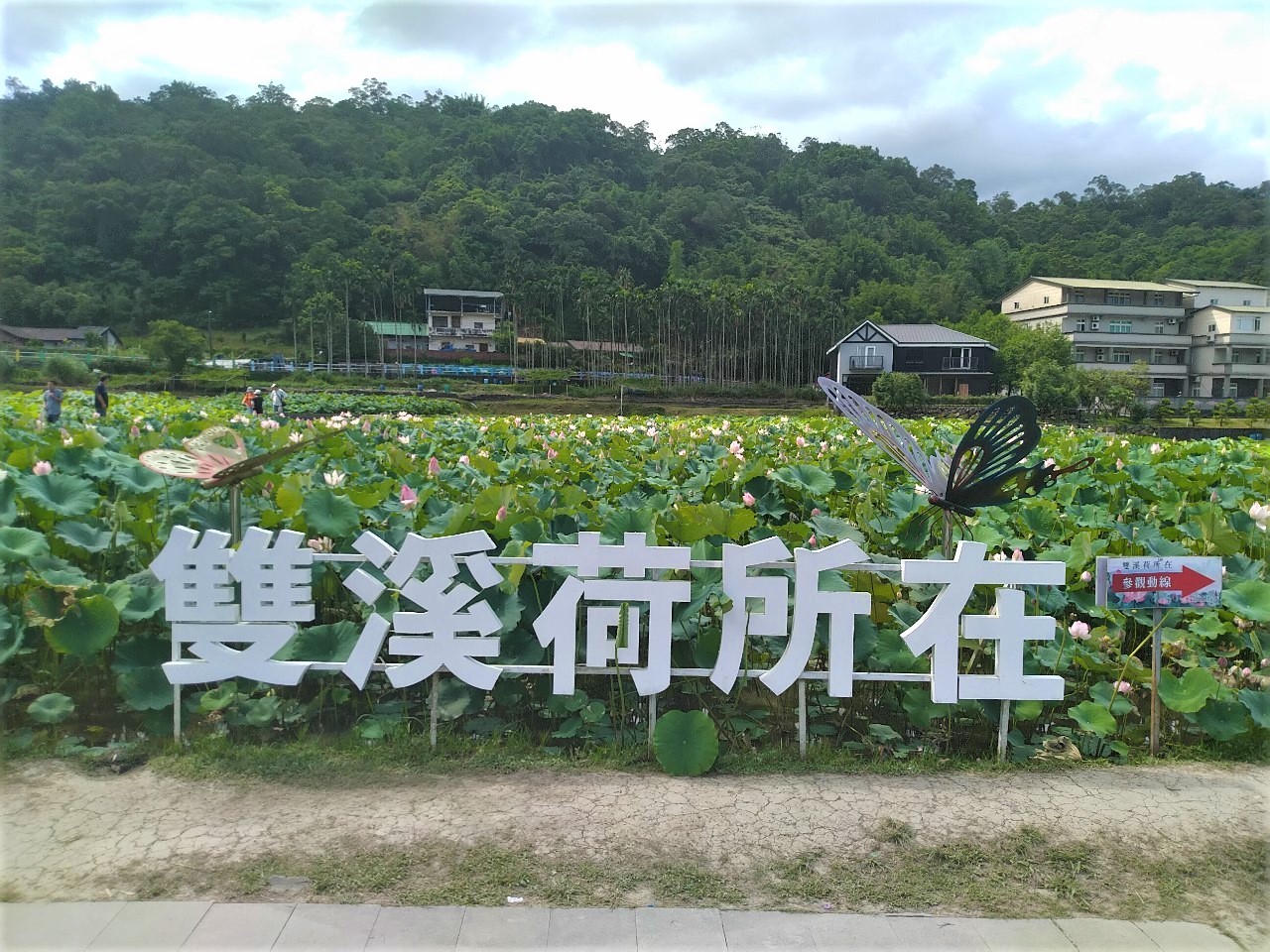 雙溪荷所在