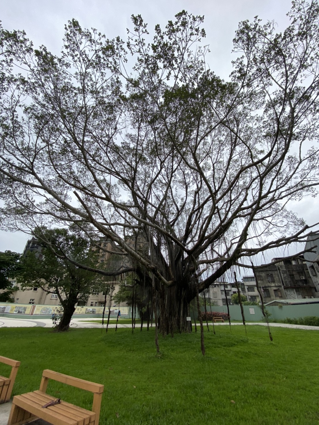 大榕樹修剪後增加透光及透氣度