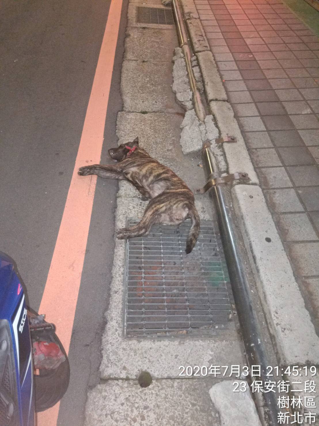 民眾開車不慎撞死毛寶貝。