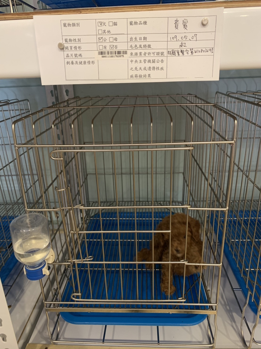 寵物店家飼養犬隻有供給潔淨飲水