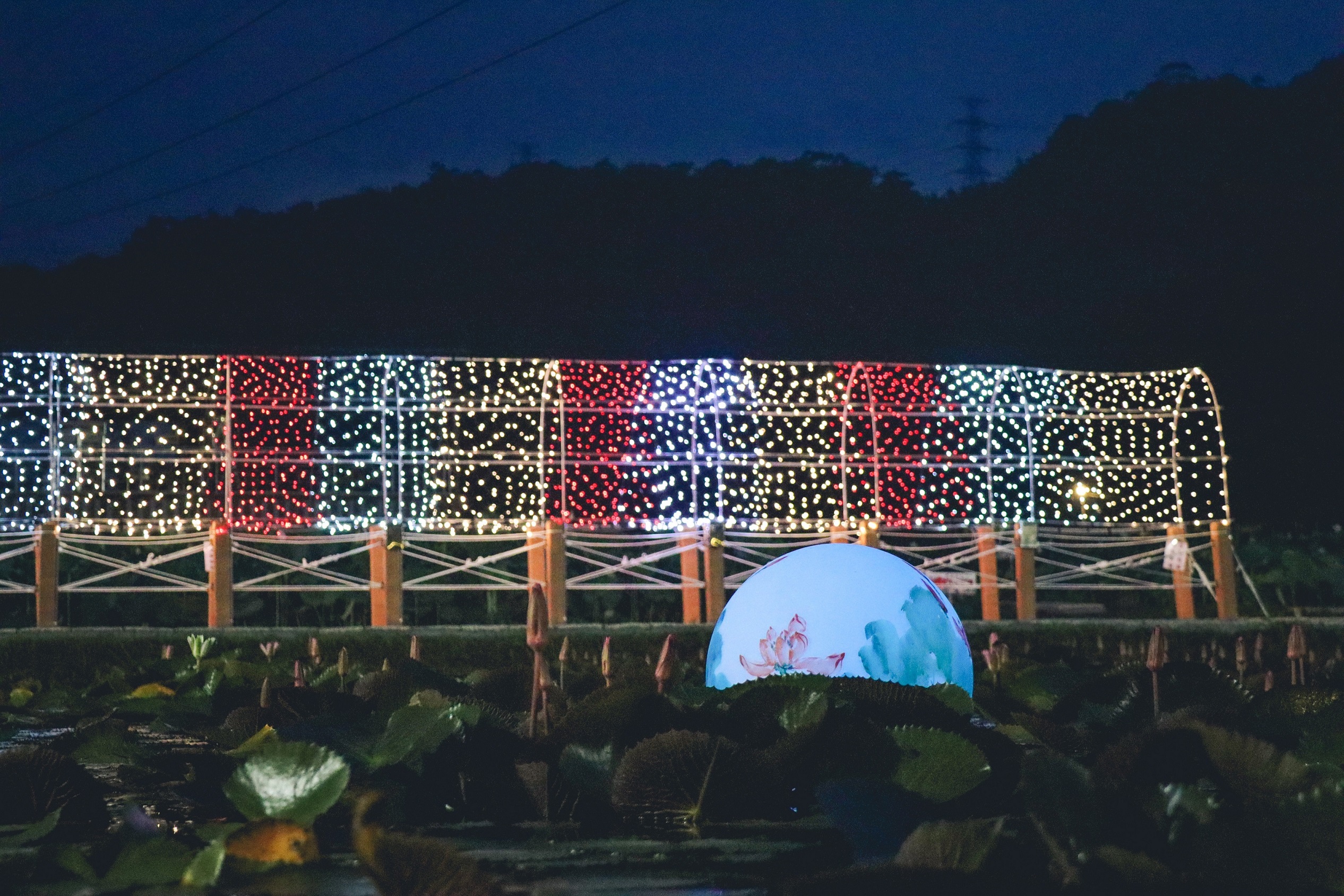 雙溪上林荷花園一次享受「晝觀荷夜賞蓮」，值得民眾規劃假期到此一遊