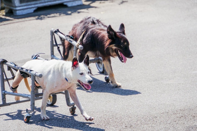 為癱瘓犬裝上寵物輪椅